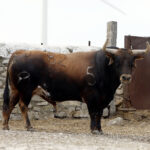 Feria de San Fermín 2019. Toros de Cebada Gago
