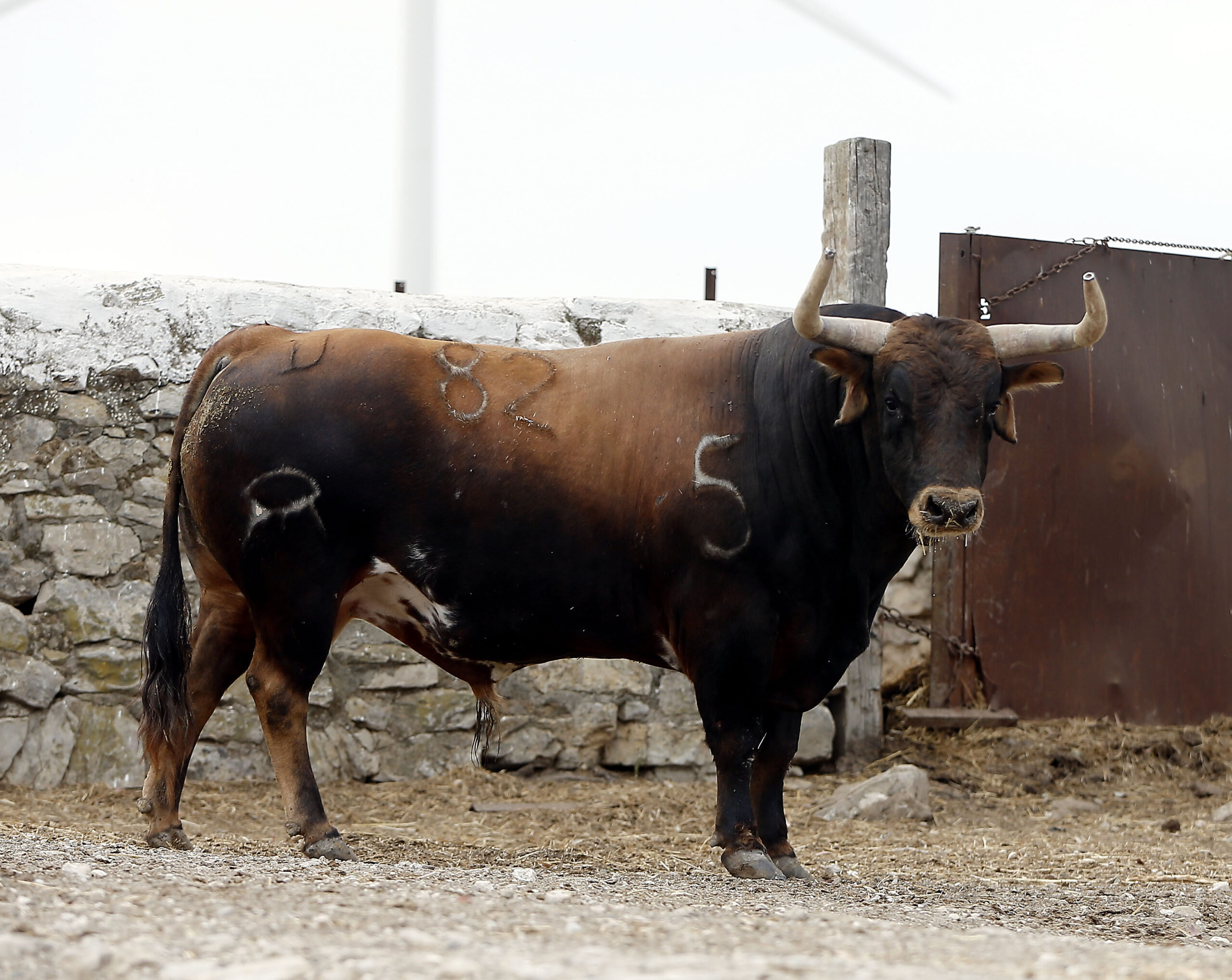 Feria de San Fermín 2019. Toros de Cebada Gago
