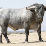 Toros de Adolfo Martín para Íscar. 4 de agosto de 2019.