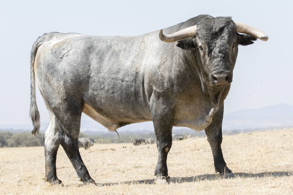 Toros de Adolfo Martín para Íscar. 4 de agosto de 2019.