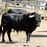Feria de San Fermín 2019. Toros de Jandilla y Vegahermosa