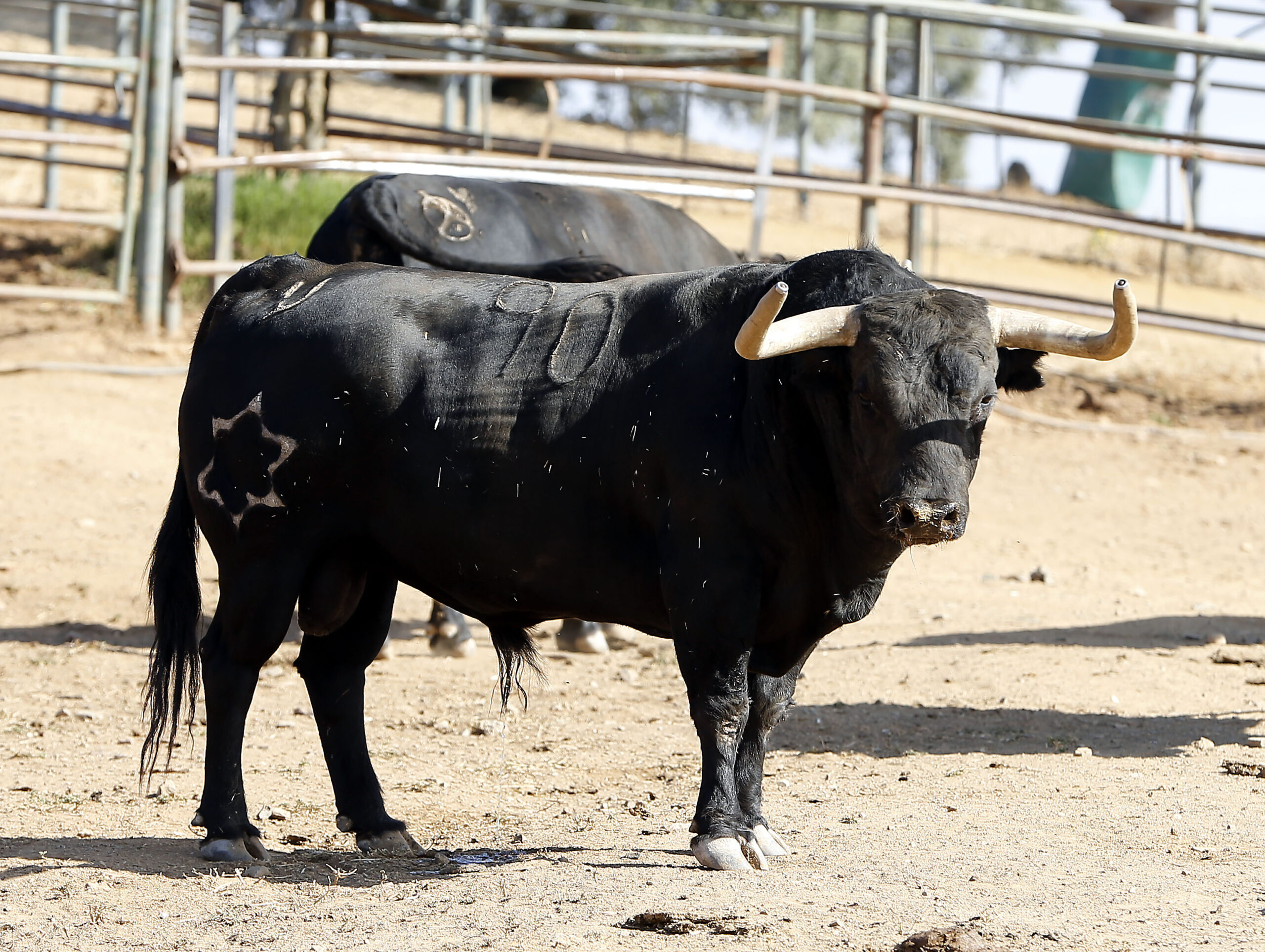 Feria de San Fermín 2019. Toros de Jandilla y Vegahermosa