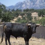 Feria de San Fermín 2019. Toros de Victoriano del Río