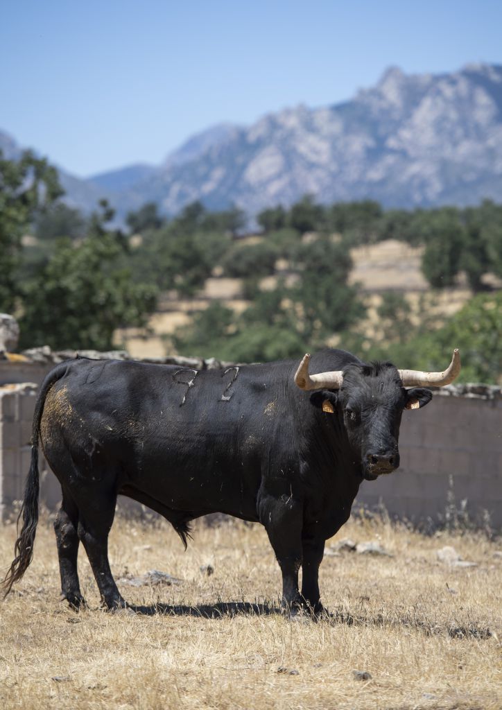 Feria de San Fermín 2019. Toros de Victoriano del Río