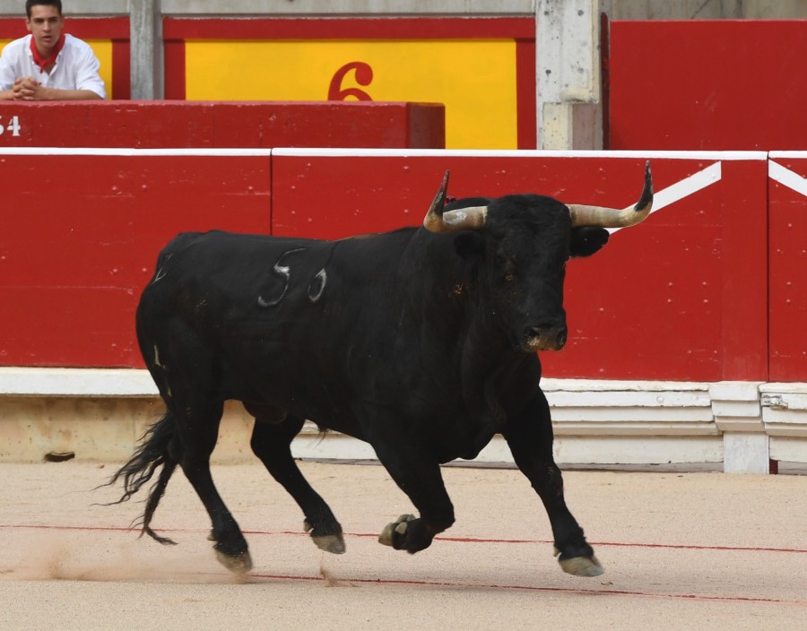 Pamplona, sábado 13 de julio de 2019