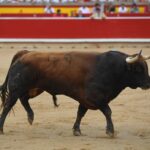 Pamplona, sábado 13 de julio de 2019