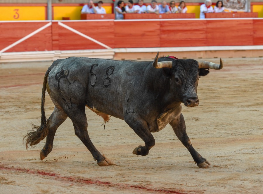 Pamplona, domingo 14 de julio de 2019