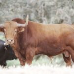 Feria de San Fermín 2019. Toros de Puerto de San Lorenzo y La Ventana del Puerto