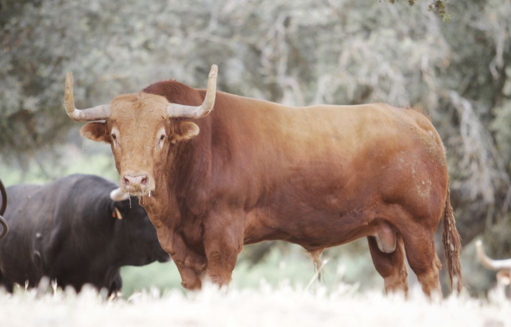 Feria de San Fermín 2019. Toros de Puerto de San Lorenzo y La Ventana del Puerto