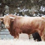Feria de San Fermín 2019. Toros de Puerto de San Lorenzo y La Ventana del Puerto