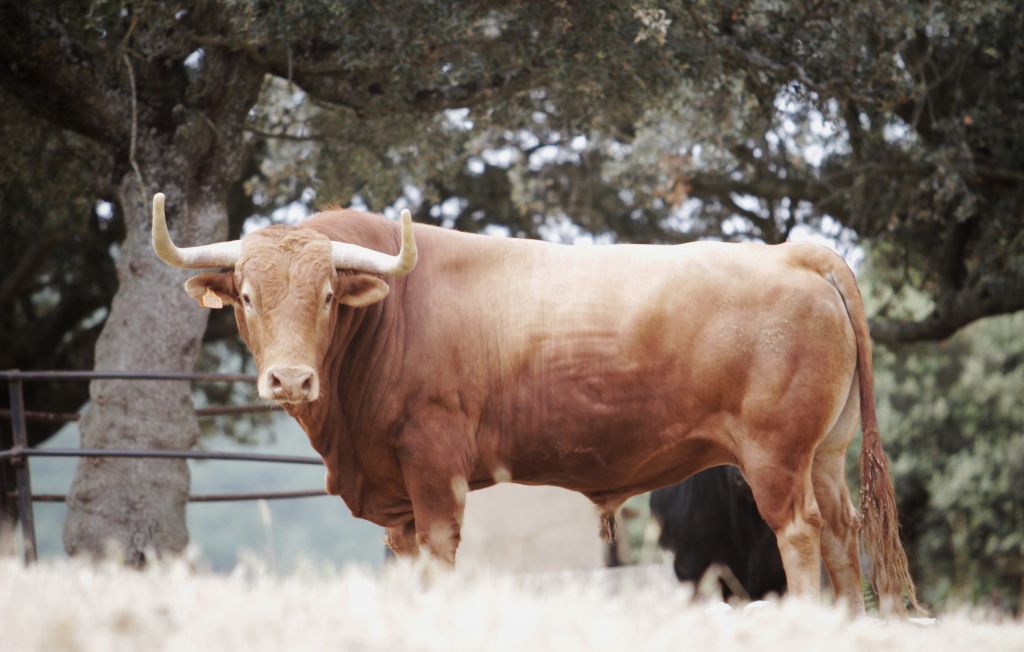 Feria de San Fermín 2019. Toros de Puerto de San Lorenzo y La Ventana del Puerto