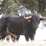 Feria de San Fermín 2019. Toros de Puerto de San Lorenzo y La Ventana del Puerto