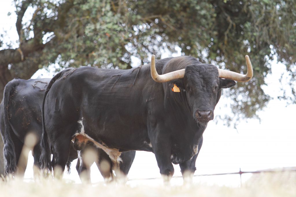Feria de San Fermín 2019. Toros de Puerto de San Lorenzo y La Ventana del Puerto