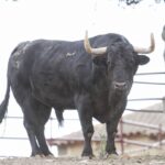 Feria de San Fermín 2019. Toros de Puerto de San Lorenzo y La Ventana del Puerto