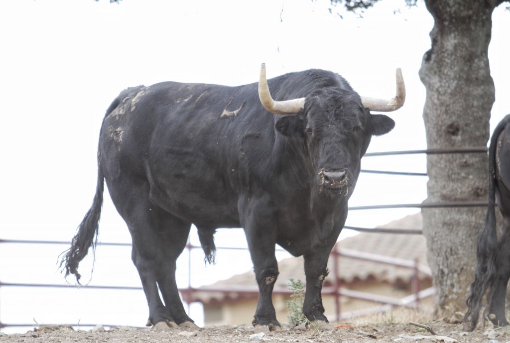 Feria de San Fermín 2019. Toros de Puerto de San Lorenzo y La Ventana del Puerto