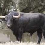 Feria de San Fermín 2019. Toros de Puerto de San Lorenzo y La Ventana del Puerto