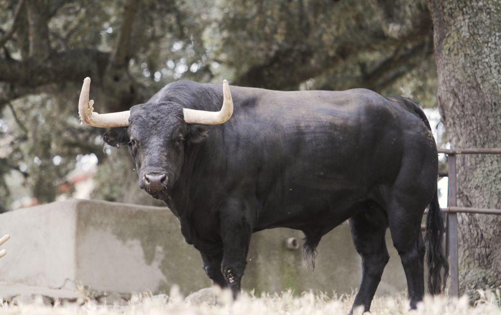 Feria de San Fermín 2019. Toros de Puerto de San Lorenzo y La Ventana del Puerto
