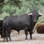 Feria de San Fermín 2019. Toros de Puerto de San Lorenzo y La Ventana del Puerto