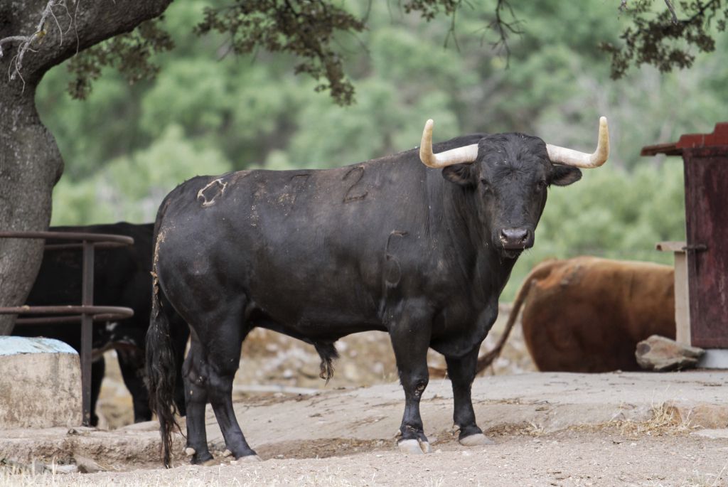 Feria de San Fermín 2019. Toros de Puerto de San Lorenzo y La Ventana del Puerto