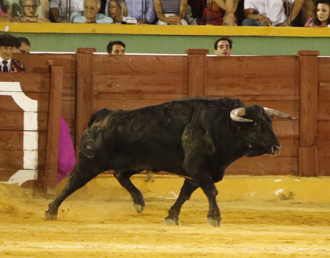 Estepona. Domingo 7 de julio de 2019