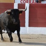 Ceret, sábado 13 de julio de 2019