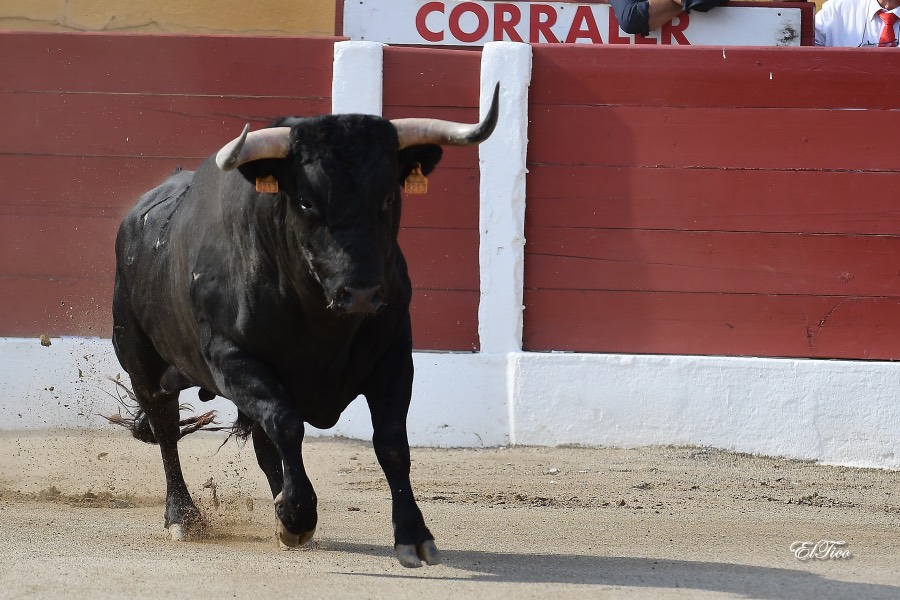 Ceret, sábado 13 de julio de 2019