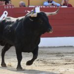 Ceret, sábado 13 de julio de 2019