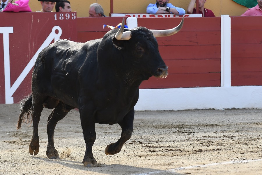 Ceret, sábado 13 de julio de 2019