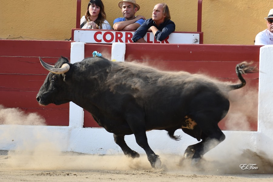 Ceret, sábado 13 de julio de 2019