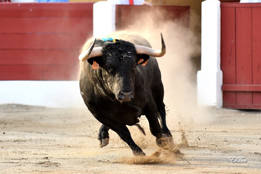 Ceret, sábado 13 de julio de 2019