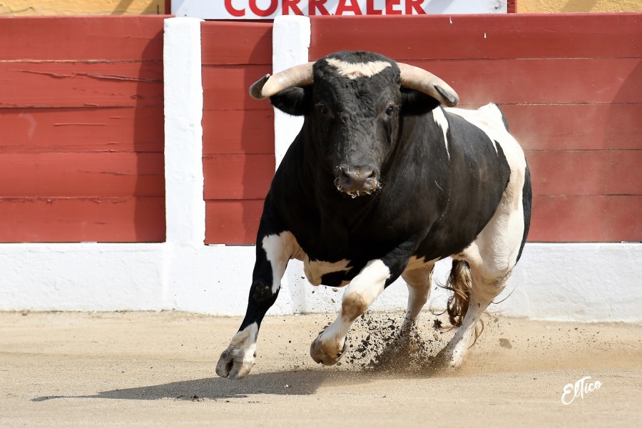 Ceret, domingo 14 de julio de 2019. Matinal