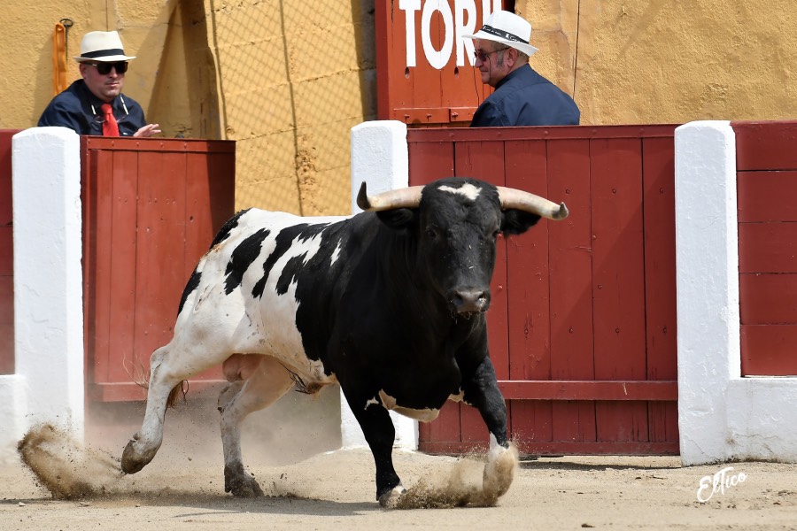 Ceret, domingo 14 de julio de 2019. Matinal