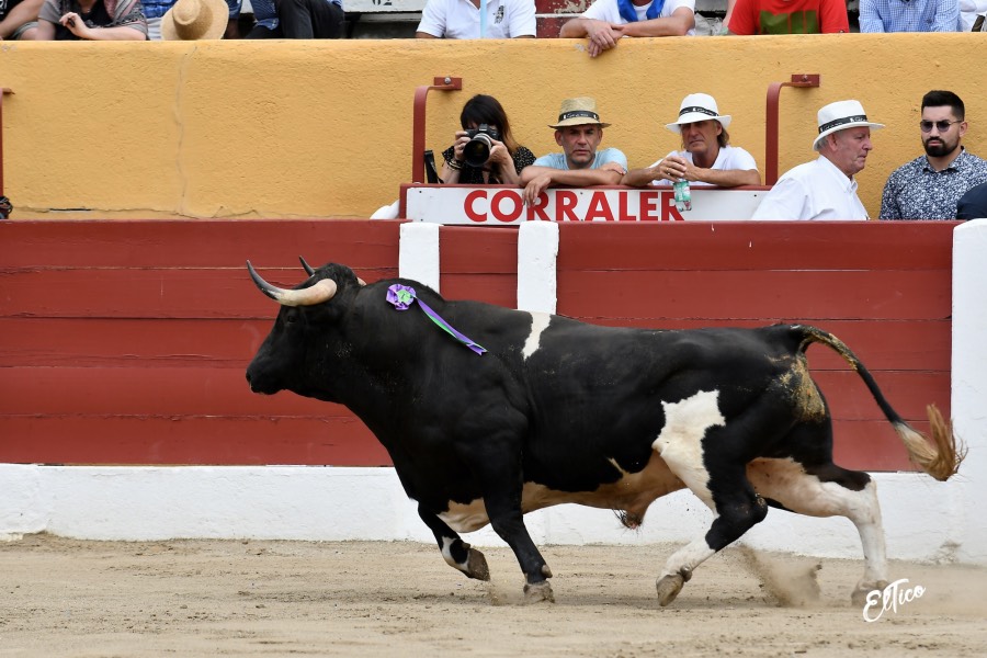 Ceret, domingo 14 de julio de 2019. Matinal