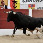 Ceret, domingo 14 de julio de 2019. Matinal