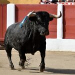 Ceret, domingo 14 de julio de 2019