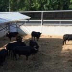 El Fandi y Alejandro Marcos acercan el toreo a los más pequeños