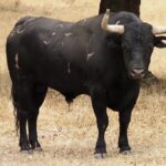 Toros de Palha