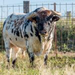 28-Huracán, será lidiado en 3º lugar