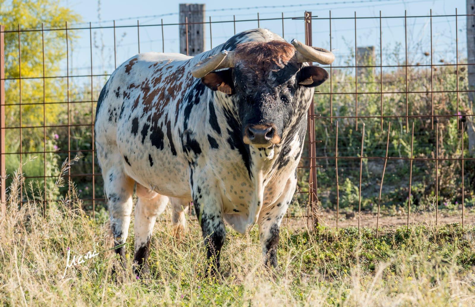 Tres de Rocío de la Cámara y tres de Fernando Sampedro para Teruel