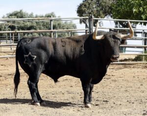 Feria de San Fermín 2019. Toros de Jandilla y Vegahermosa