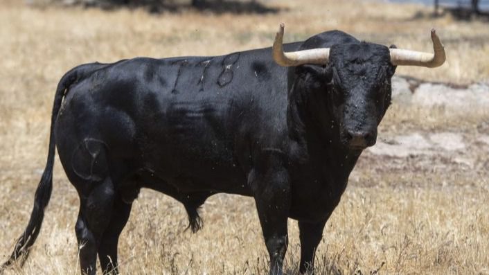 Un Cóndor de Victoriano para hoy en Pamplona