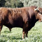 Feria de San Fermín 2019. Toros de Núñez del Cuvillo