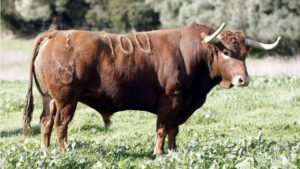 Feria de San Fermín 2019. Toros de Núñez del Cuvillo
