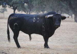 El 66-Garboso, uno de los murteiras reseñados.