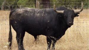 Toros de Palha