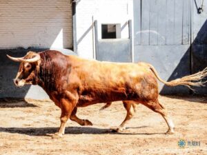 Novillos de José Cruz para la novillada del jueves 18 de julio de 2019 en Madrid