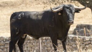 Toros de Adolfo Martín para Íscar. 4 de agosto de 2019.
