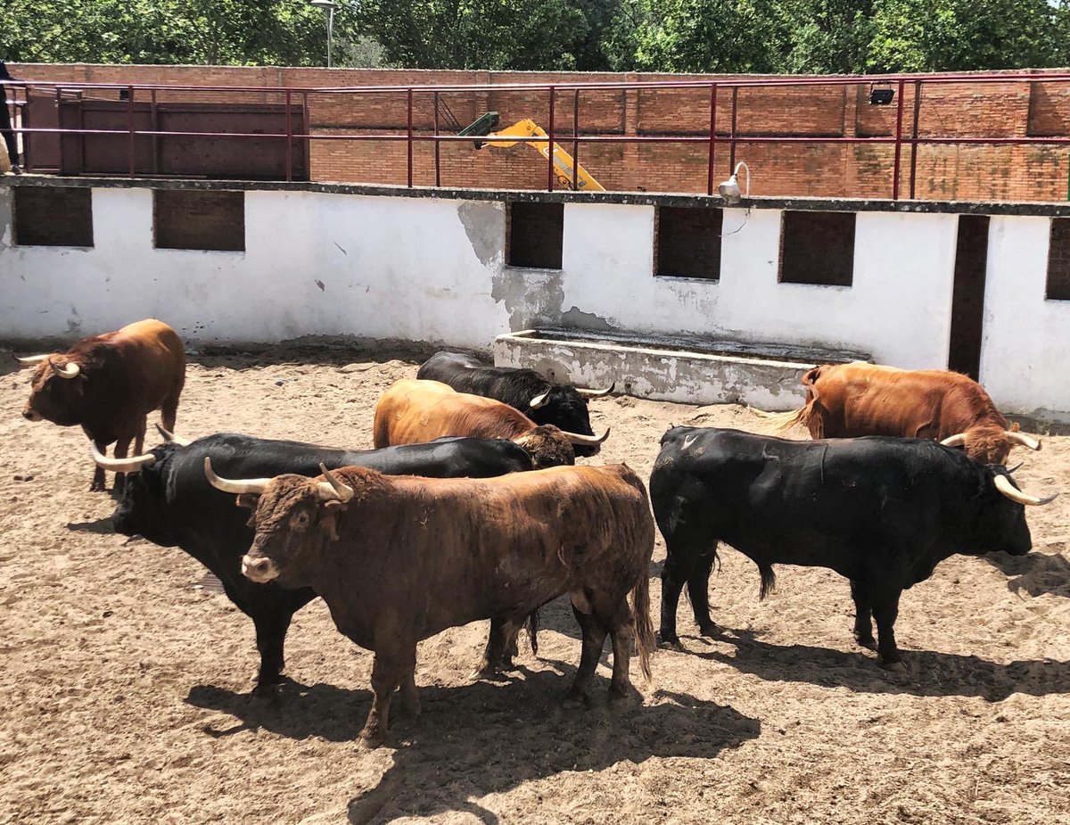 611 kilos de promedio en los toros de Román Sorando para hoy en Burgos