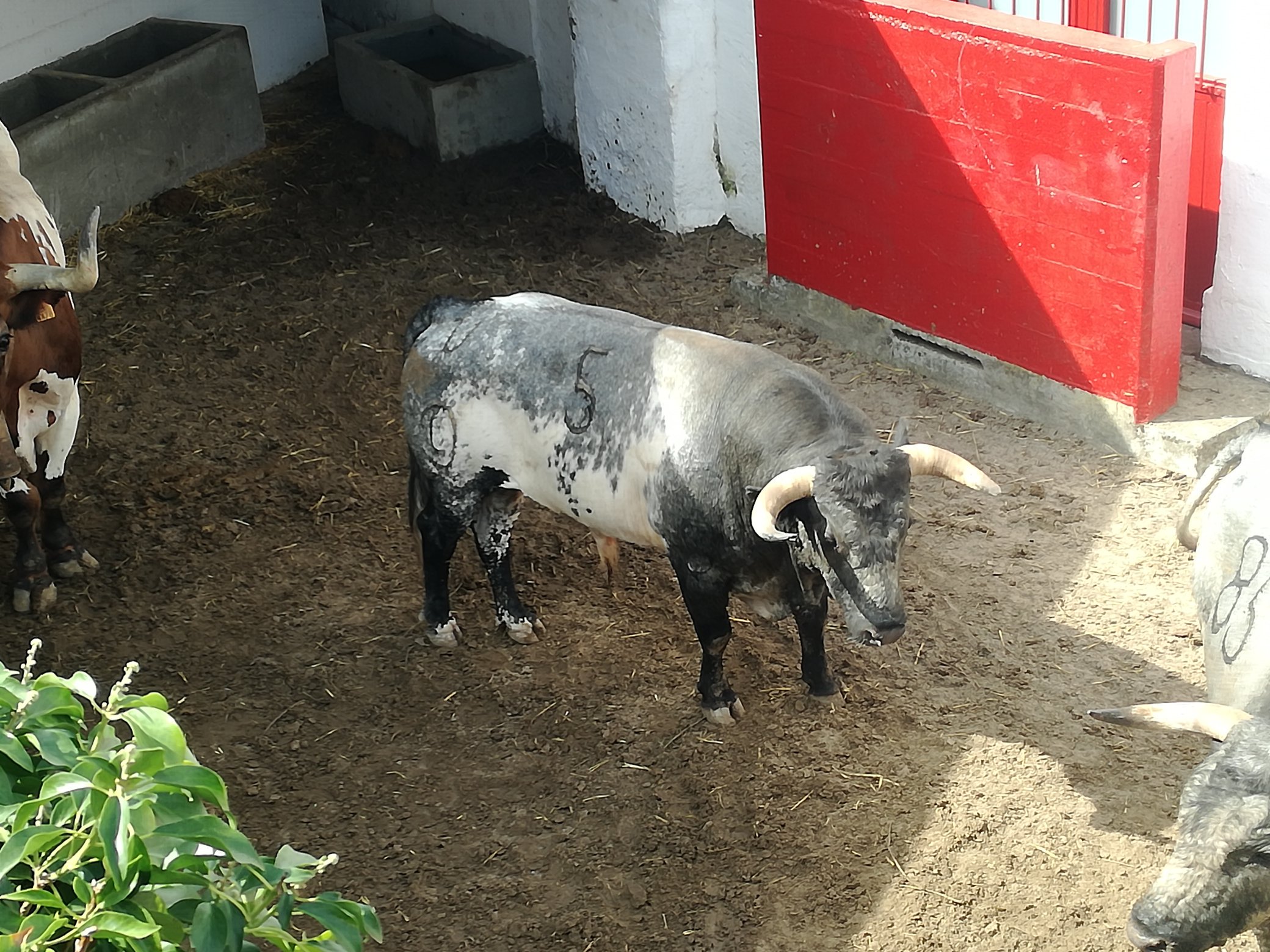 Culatito, de Ana Romero, primer toro de la tarde en Azpeitia