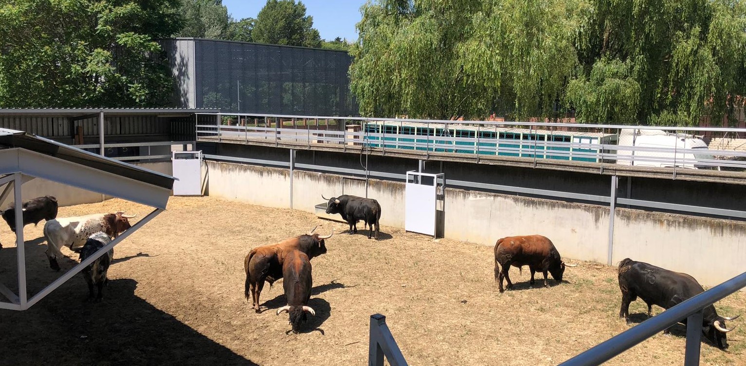 Variedad de capas y astifinas defensas en la corrida de Cebada para Pamplona